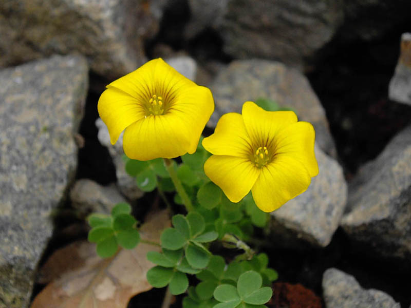 Oxalis perdicaria en fleurs dans les pelouses sèches du Chili central